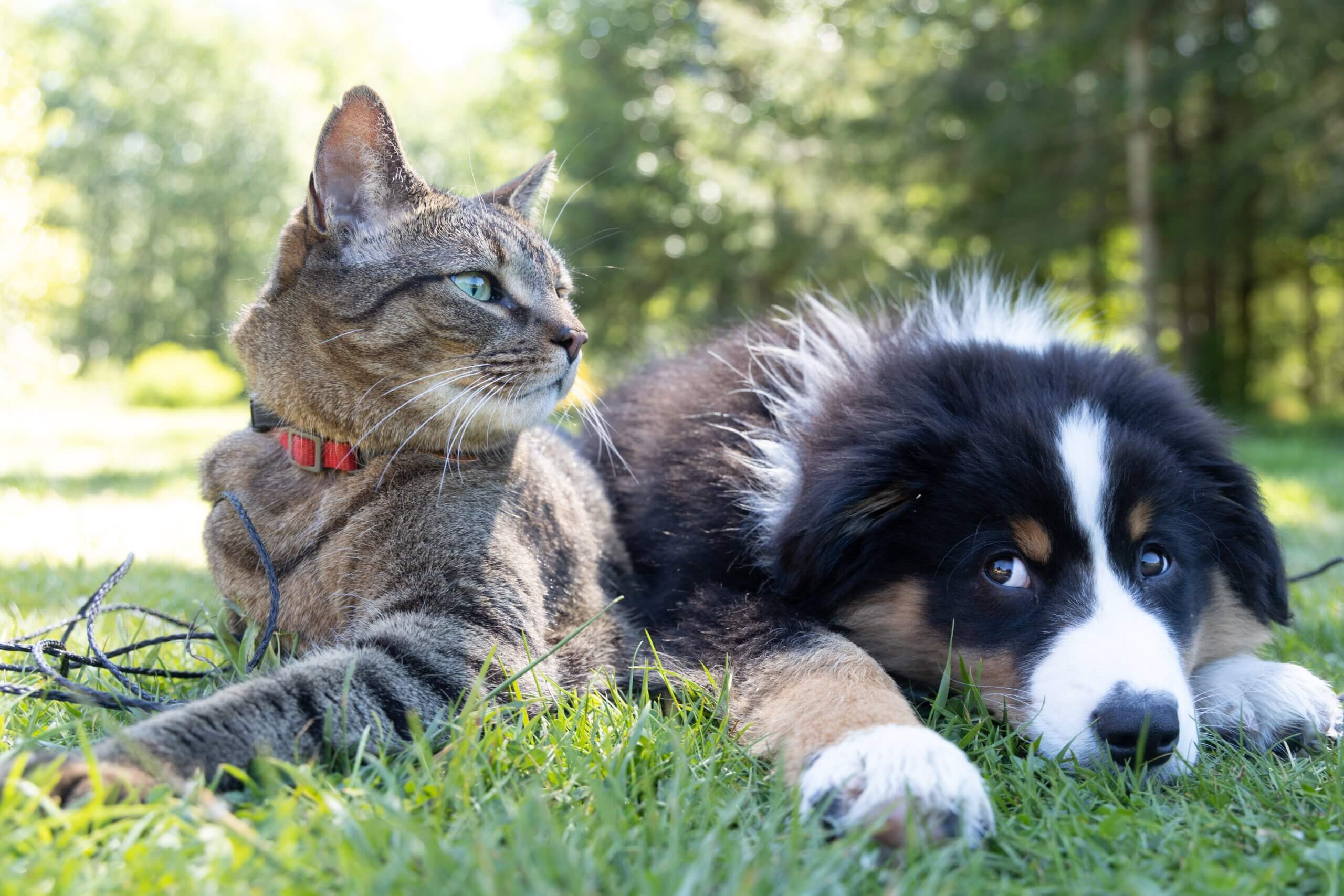 Pet Injury Coverage in Las Vegas, NV